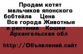 Продам котят мальчиков японского бобтейла. › Цена ­ 30 000 - Все города Животные и растения » Кошки   . Архангельская обл.